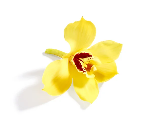 Hermosa Flor Orquídea Amarilla Aislada Sobre Fondo Blanco —  Fotos de Stock