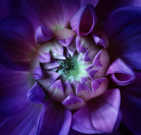 Dahlia Violet Plan Rapproché — Photo