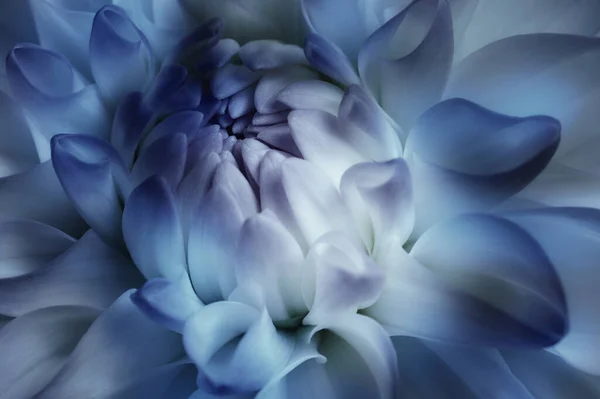 Красивый Цветочный Фон Мягким Цветом Георгины Голубых Тонах — стоковое фото
