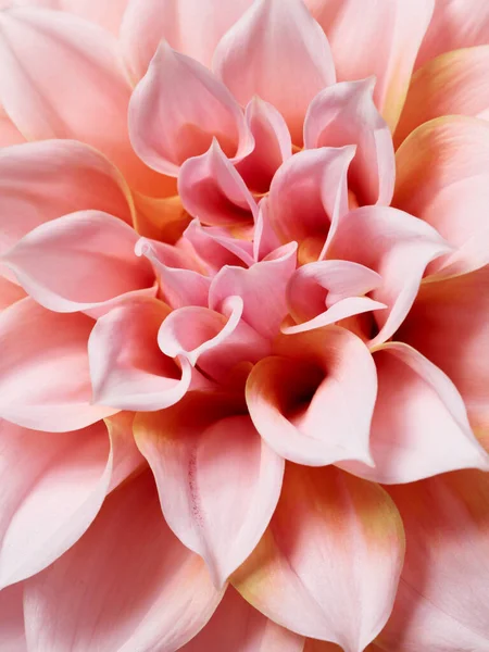 Beautiful Pink Dahlia Macro Photography — Stock Photo, Image