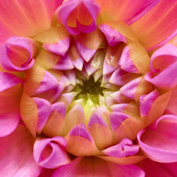 Bright Pink Flower Macro Shot — Stock Photo, Image