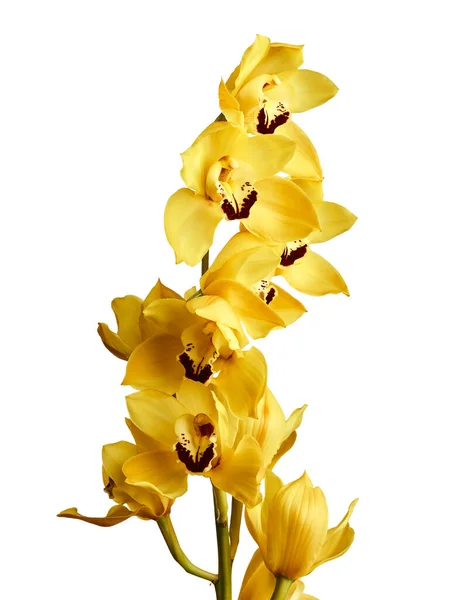 Belles Fleurs Orchidée Cymbidium Jaune Isolées Sur Fond Blanc — Photo