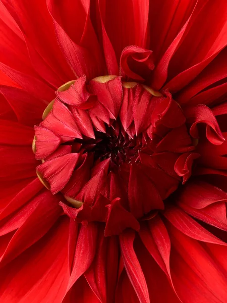 Jasně Červená Dahlia Květina Makro Záběr Květinové Pozadí — Stock fotografie