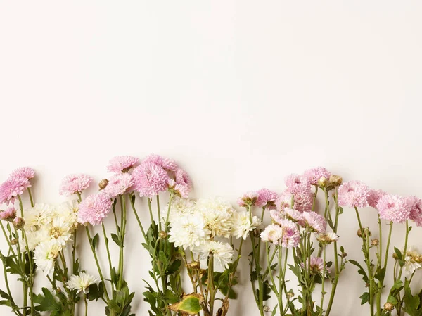 Hermoso Pequeño Fondo Flores Crisantemo Rosa Blanco Con Lugar Para — Foto de Stock