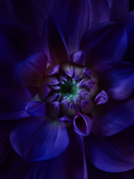 Dahlia Violet Gros Plan Fond Couleur Abstrait Nuit — Photo