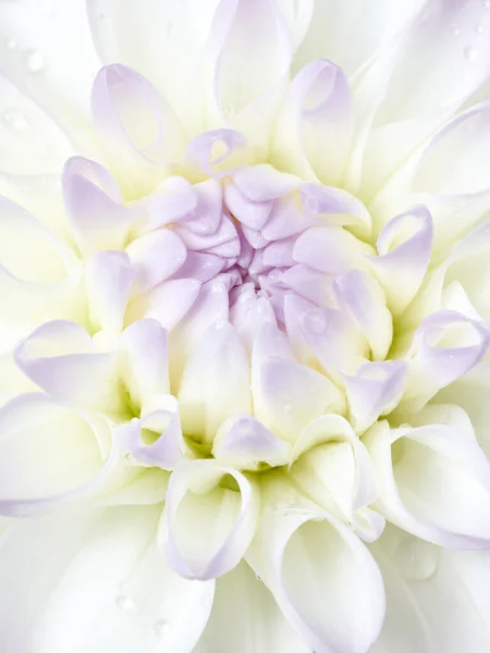 Branco Dahlia Macro Tiro Flor Fundo — Fotografia de Stock