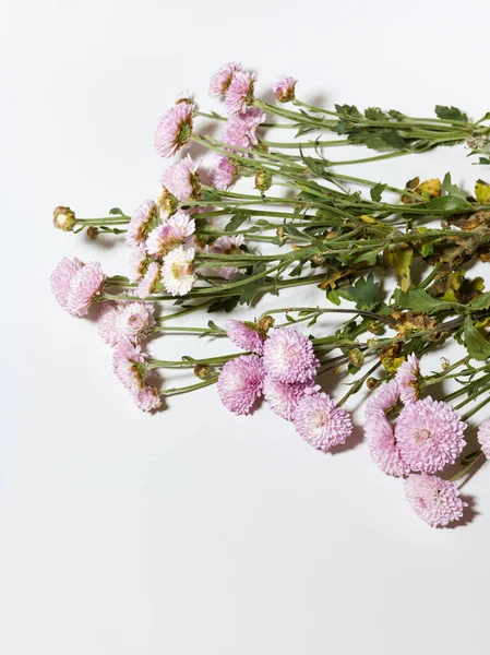 Flores Crisantemo Rosa Seco Sobre Fondo Blanco — Foto de Stock