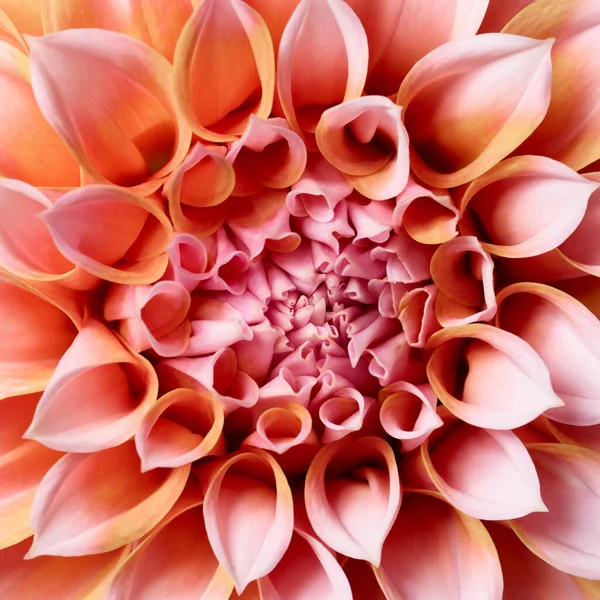Μακρο Της Όμορφης Ντάλιας Λουλούδι — Φωτογραφία Αρχείου
