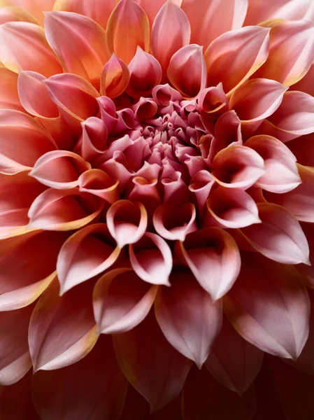 Vacker Rosa Dahlia Blomma Närbild — Stockfoto