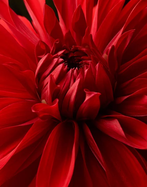 Dália Vermelha Flor Macro Tiro Fundo Floral Brilhante — Fotografia de Stock