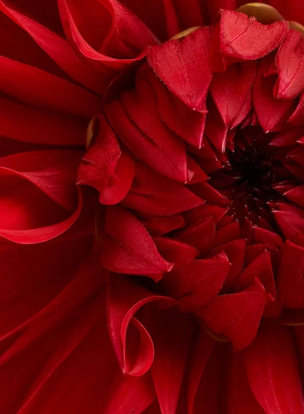 Világos Piros Dália Virág Makró Lövés Virágos Háttér — Stock Fotó