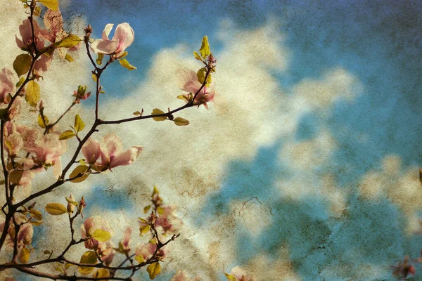 晴れた日に青空の上にマグノリアの花のヴィンテージ写真 — ストック写真