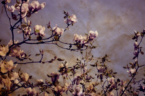 Magnolia Albero Fiori Vintage Sfondo — Foto Stock