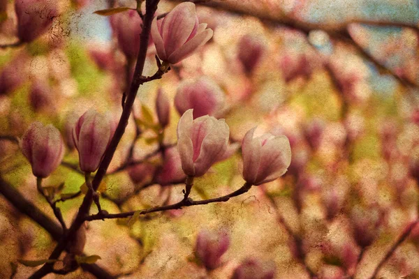 Vintage Textuur Van Magnolia Macro Close Shot Achtergrond — Stockfoto