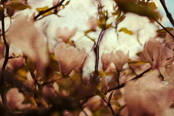 Vintage Achtergrond Van Magnolia Bloem Macro Shot Grijze Lucht — Stockfoto