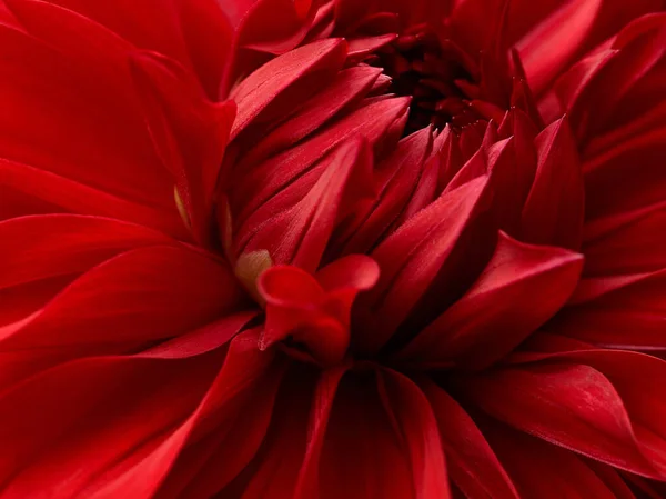 Heldere Rode Dahlia Bloem Macro Shot Bloemen Achtergrond — Stockfoto