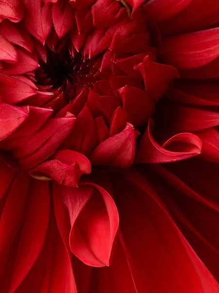 Krásná Červená Dahlia Květina Makro Záběr Květinové Pozadí — Stock fotografie