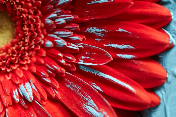 Gerbera flower in blue paint — Stock Photo, Image