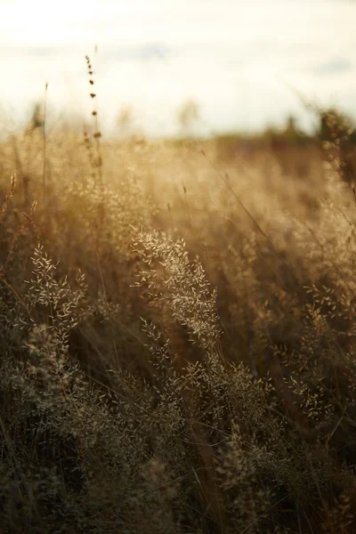 Vintage Natur Hintergrund — Stockfoto