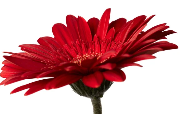 Flor de gerbera vermelha — Fotografia de Stock