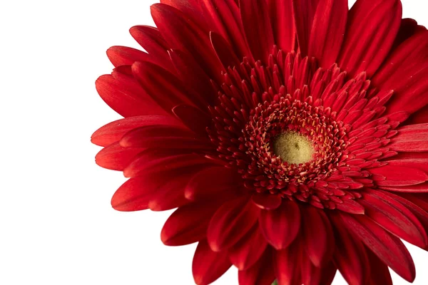 Gerbera rossa fiore — Foto Stock