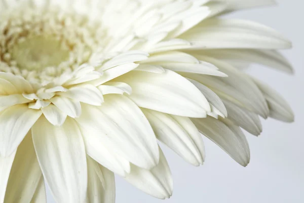 Gerbera fehér virág — Stock Fotó