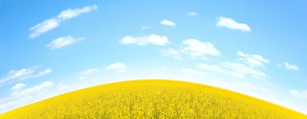 สนามสีเหลืองและท้องฟ้าสีฟ้า — ภาพถ่ายสต็อก