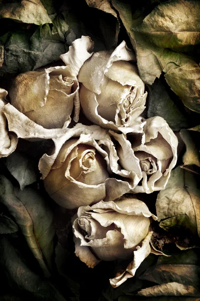 Getrocknete Blumen von Rosen — Stockfoto