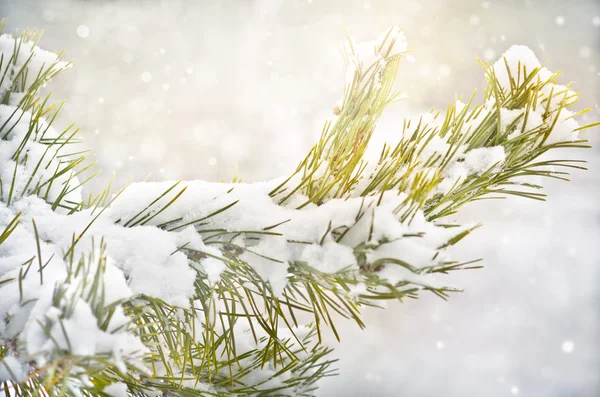 Rama de pino con copos de nieve — Foto de Stock