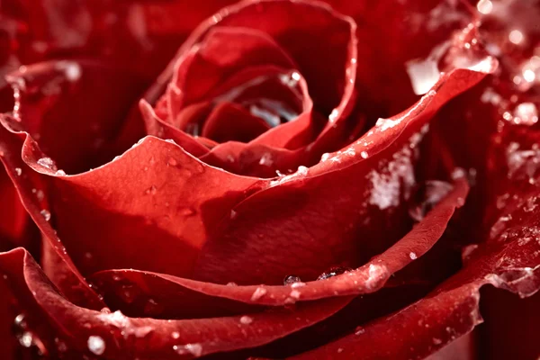 Rosa rossa con fiocchi di neve — Foto Stock