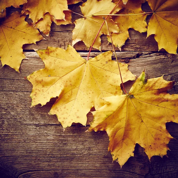 Ahorn Herbstblätter — Stockfoto