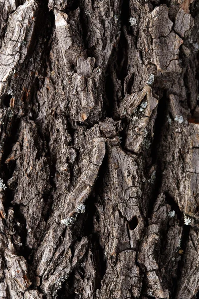 bark tree doku