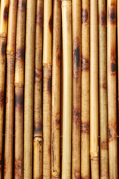 Bamboo — Stock Photo, Image