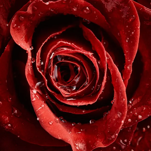 Rote Rose — Stockfoto