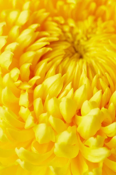 Yellow chrysanthemum background — Stock Photo, Image