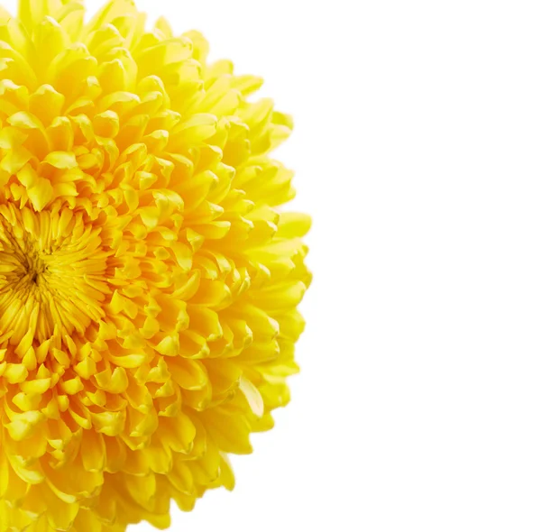 Beautiful chrysanthemum — Stock Photo, Image