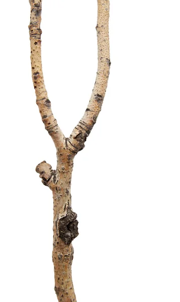 Tree branch — Stock Photo, Image