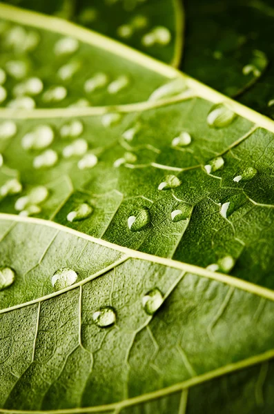 Green leaf with drops of water — Stock Photo, Image