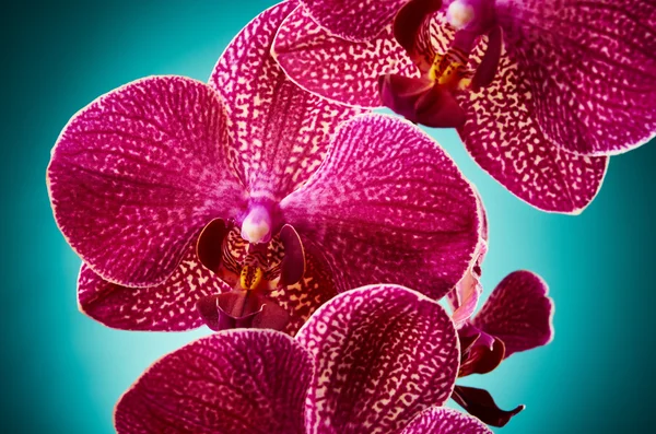 Fiori del Orchid — Foto Stock