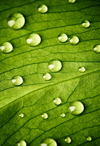 Grönt löv med droppar vatten — Stockfoto