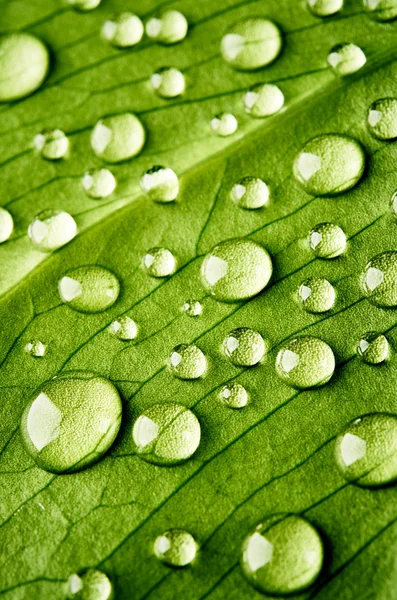 Feuille verte avec gouttes d'eau — Photo