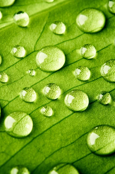 물 한 방울 이달린 푸른 잎 — 스톡 사진