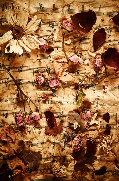 Rosas secas sobre fondo de papel vintage —  Fotos de Stock