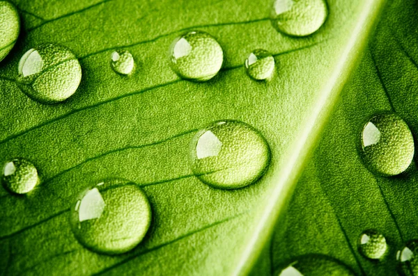 Green leaf with drops of water — Stock Photo, Image