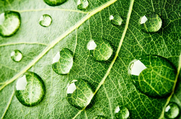 Feuille verte avec gouttes d'eau — Photo