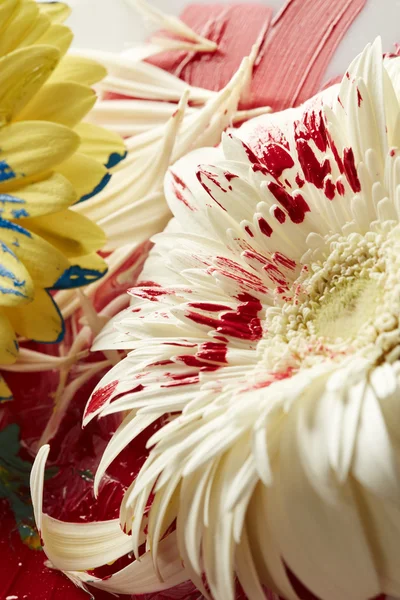 Flores de gerbera — Fotografia de Stock