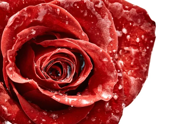 Rosa vermelha com flocos de neve — Fotografia de Stock