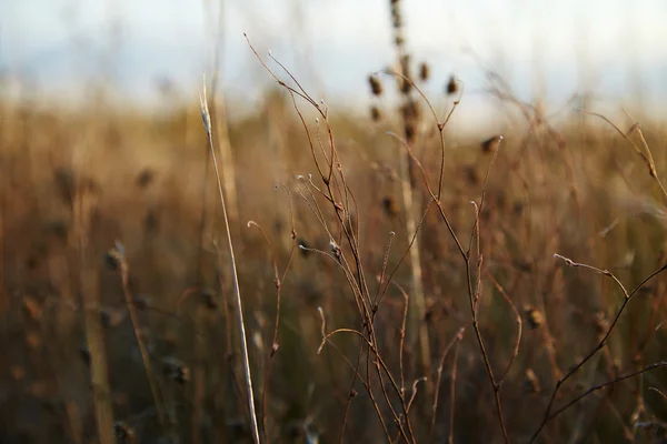 Hintergrund Natur — Stockfoto