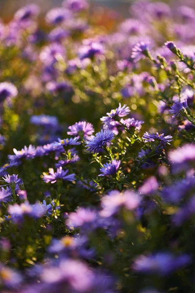 Vackra lila blommor — Stockfoto