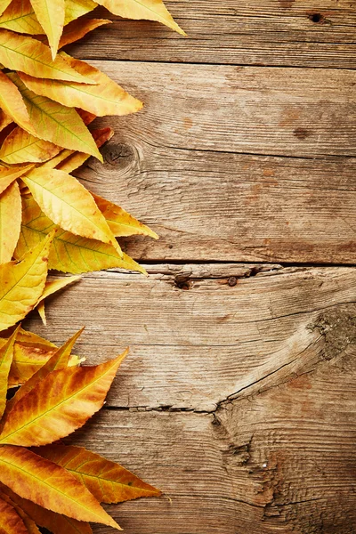 Autumn leaves — Stock Photo, Image